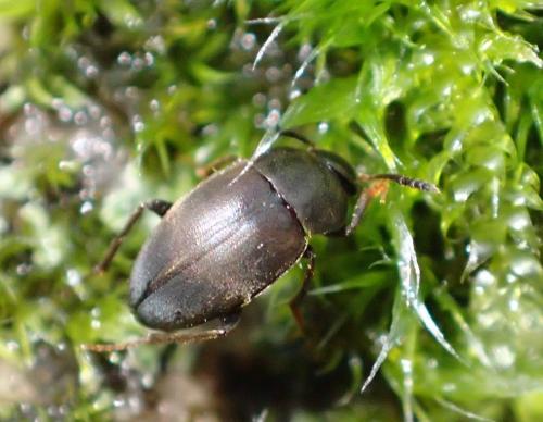 Réf. 273 230 : Catops sp.